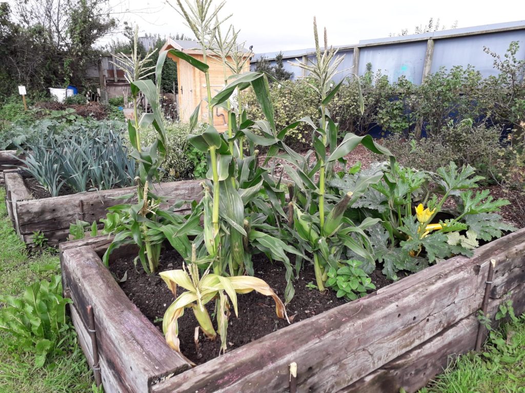 Vegetables growing