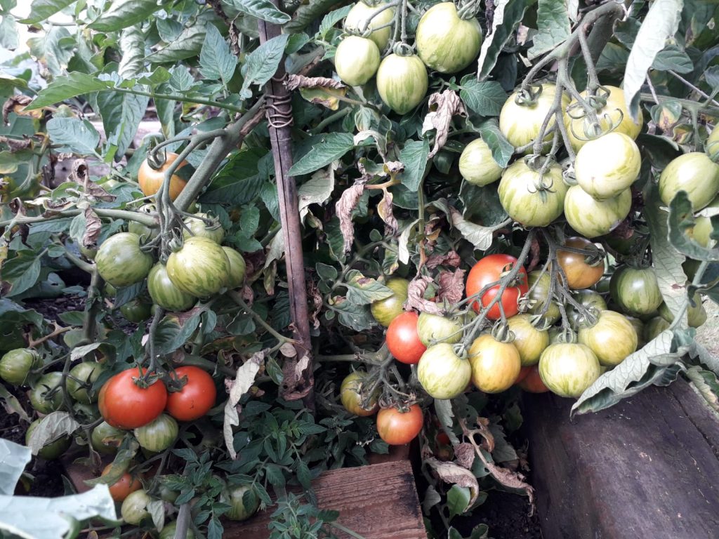 Tomatoes at the allotment