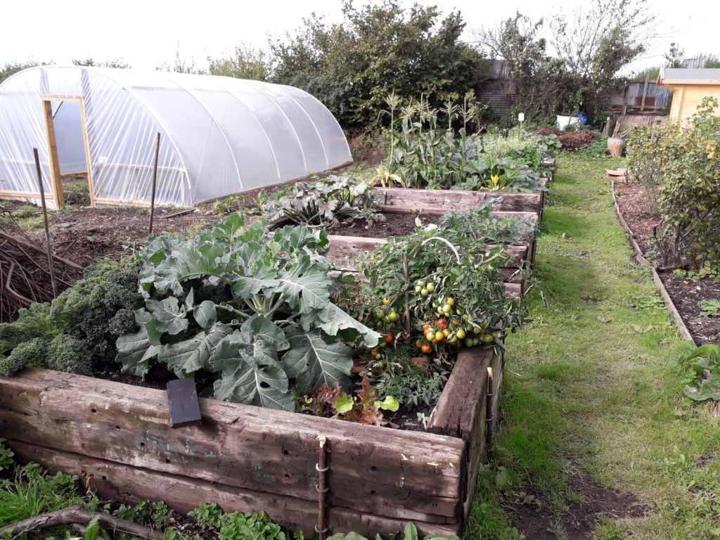 Vegetables growing on the allotment