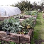 Vegetables growing on the allotment