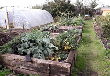 Vegetables growing on the allotment