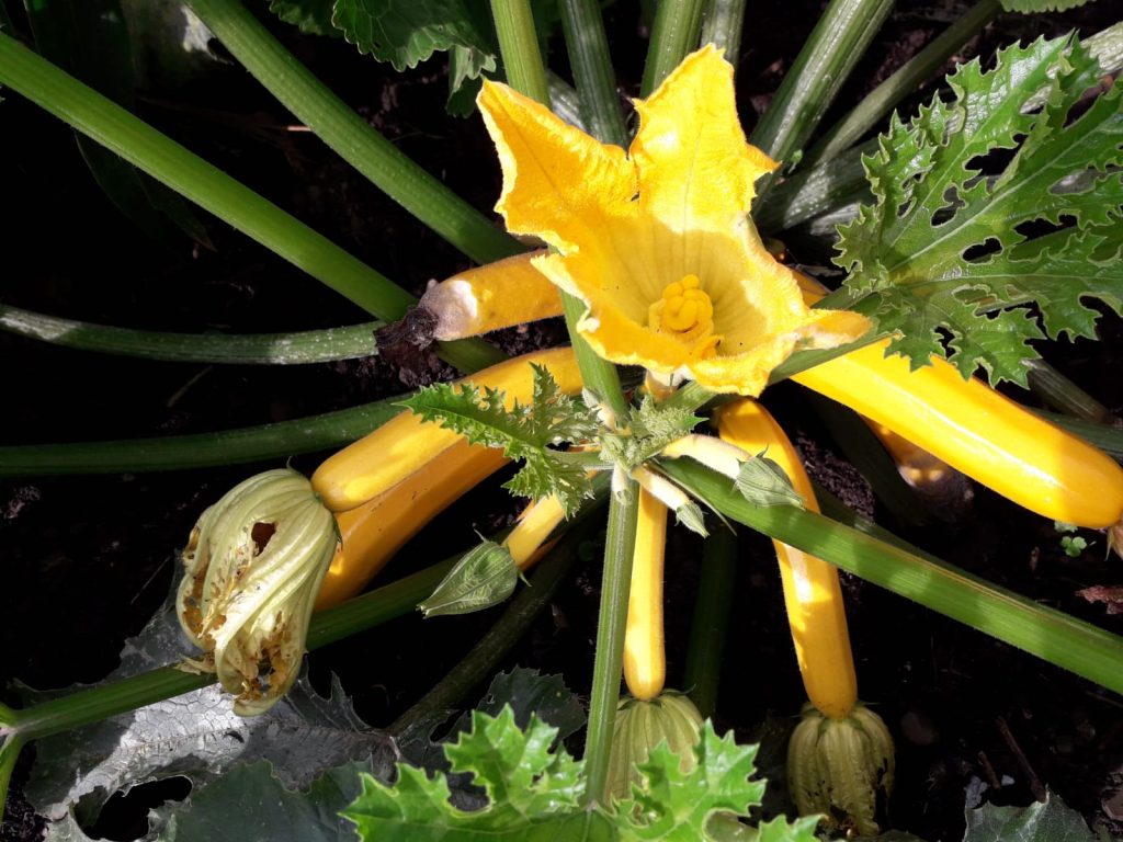 courgette flower