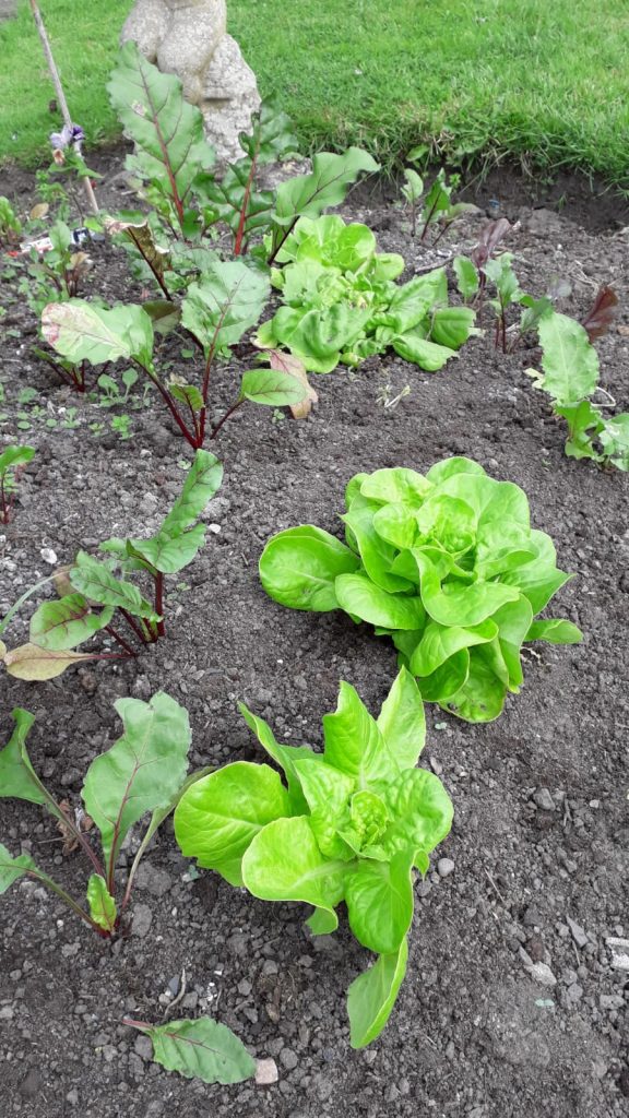 photo of beets and lettuce growing