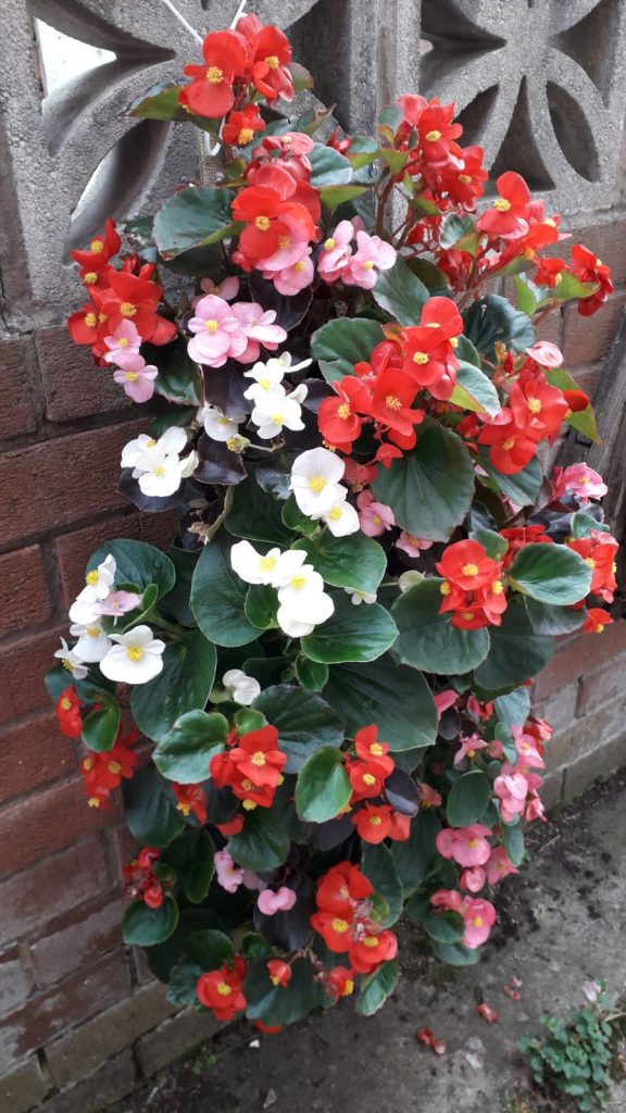 photo of begonias in bloom