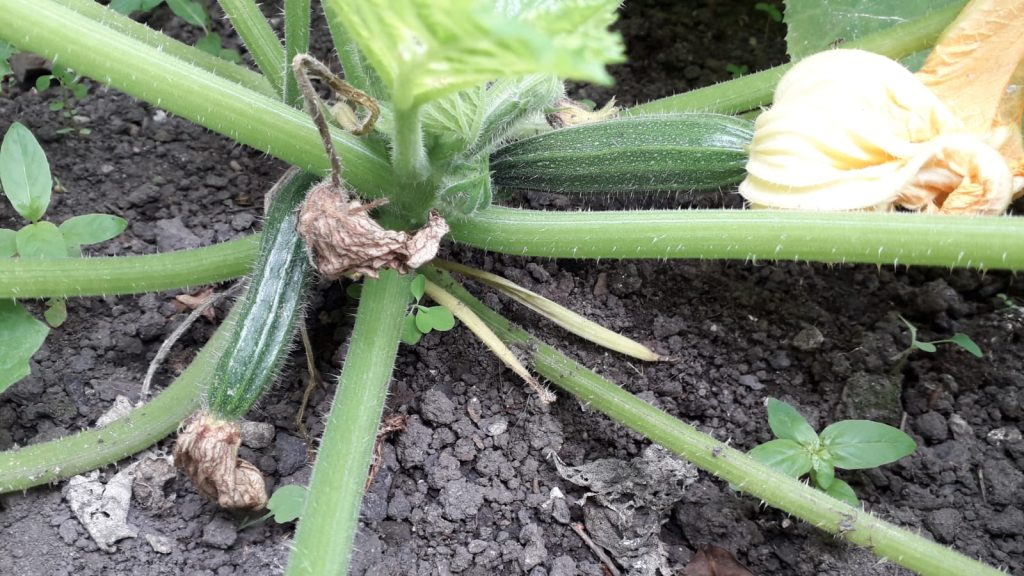 photo of courgettes on plant