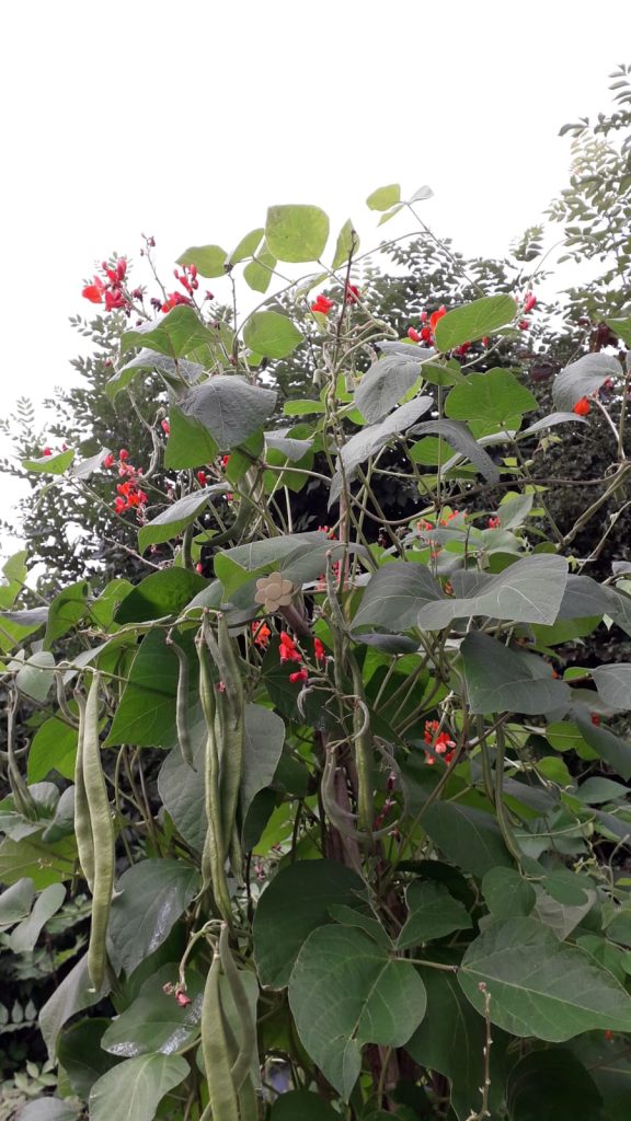 photo of runner beans growing