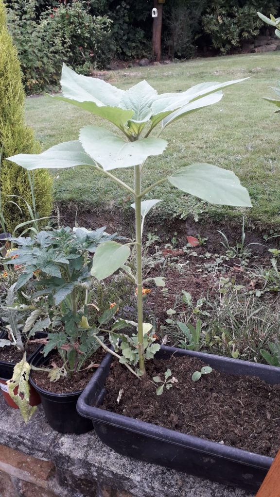 photo of sunflower growing