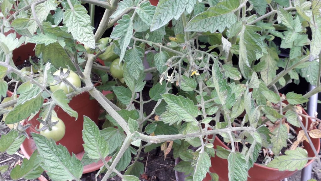 photo of tomatoes growing