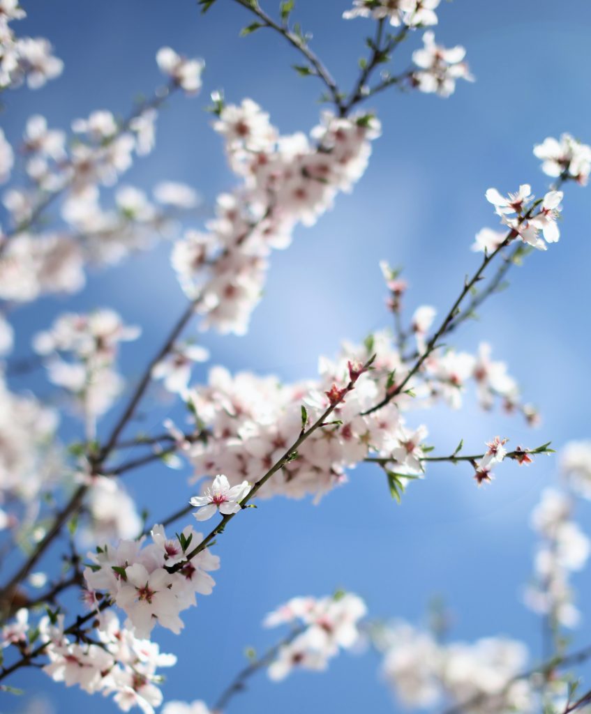 photo of pink blossom in front of blue sky