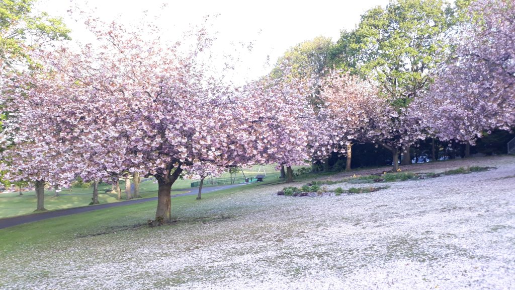 photo of cherry blossom trees