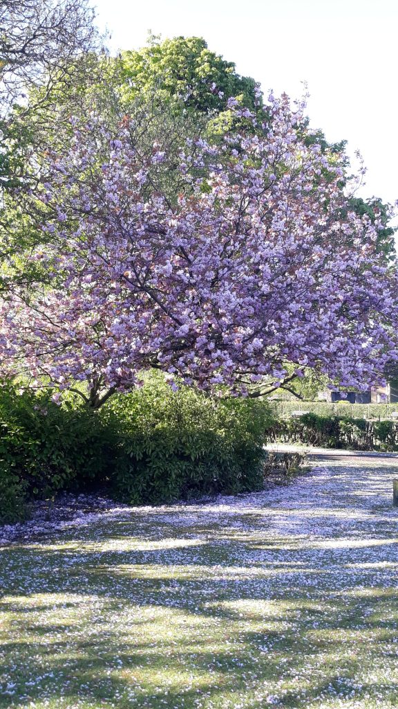 photo of cherry blossom tree