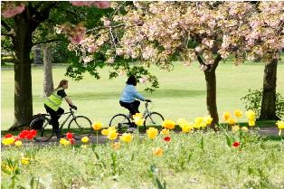 photo of 2 women riding bikes under a blossom tree