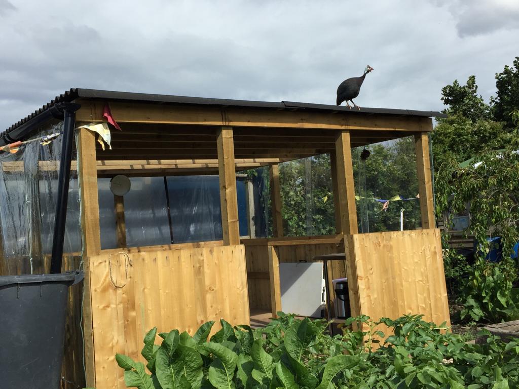 A new wooden shelter on an allotment in the sunshine, with a guinea fowl standing on top of it