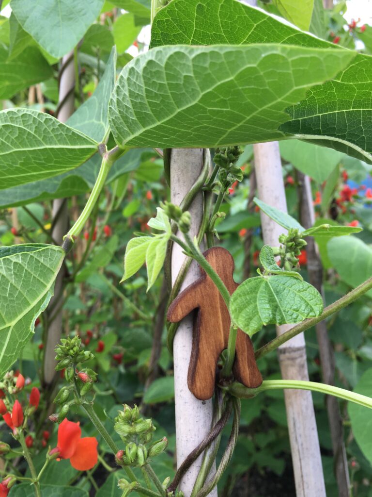 small wooden man figure attached to a bean plant