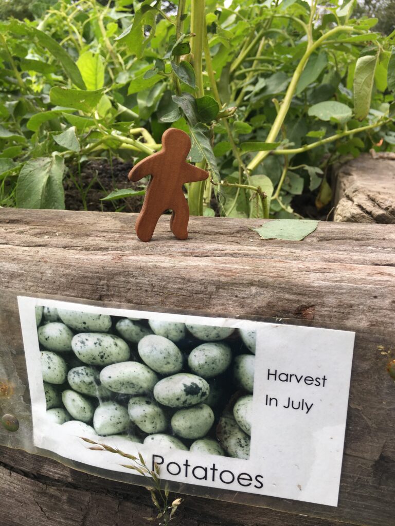small wooden man figure standing on the edge of a raised bed of potatoes