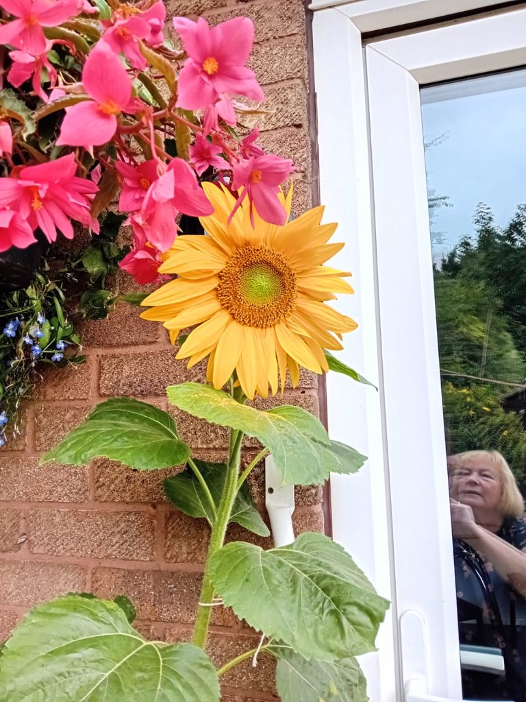 a sunflower